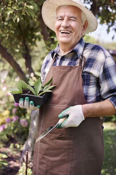Человек, работающий с растениями — стоковое фото