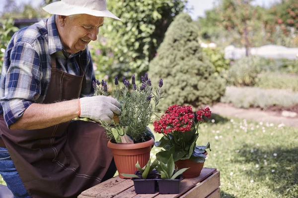 Uomo anziano reimpianto fiori — Foto Stock