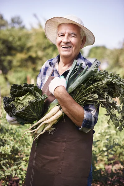 Літня людина в овочевому саду — стокове фото
