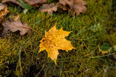 Sonbahar boyunca ormanda yeşil yosunların üzerine düşmüş sarı bir akçaağaç yaprağı. Yumuşak doğal ışıkla yakın çekim doğa sahnesi.