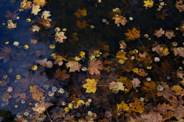 Sonbahar yaprakları karanlık sularda yüzüyor.