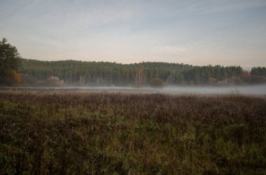 Akşamları çayır beyaz sisli ufukta gün batımı ve ormanın arka planına karşı.