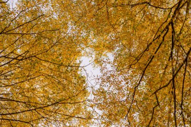 Parlak sarı yapraklı altın sonbahar huş ağaçları gökyüzüne karşı doğal bir tepe örtüsü oluşturur. Aşağıdan bak, sakin sonbahar ormanı arka planı ılık mevsimlik renkler ve narin dallarla.