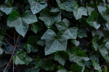 Doğal dokuya sahip yemyeşil sarmaşık yapraklarının yakın çekimi. Karanlık botanik arka plan çevre tasarımı, duvar kağıdı veya doğa temalı pankart için mükemmel