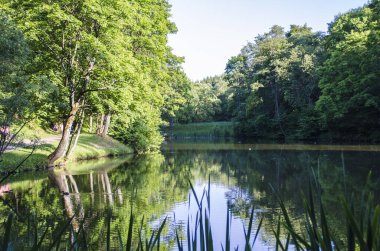 Gölün ve ormanın yeşil gölgesinin güzel manzarası. Ağaçlar suya yansıyor..