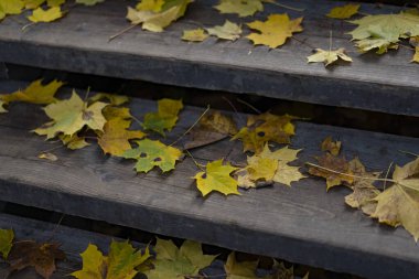 Ahşap merdivenlere saçılmış sarı ve kahverengi akçaağaç yaprakları. Kuru yapraklar ve kırsal ahşap dokusuyla sonbahar arkaplanı
