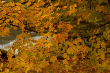 Sarı yaprakların yumuşak bulanık arka planına sahip bir dalın üzerindeki kuru sonbahar yapraklarının yakın çekimi. Sonbahar doğasının dokusunu ve rengini göstererek, sıcak doğal ışıkta yakalandılar.