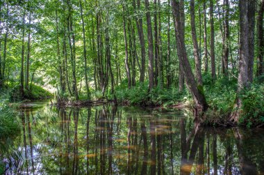 Ormandaki gölün güzel manzarası. Güneşin yansımaları ve sudaki ağaçlar.