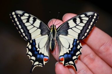 Kırlangıç kelebeğin insan parmağında dinlendiği yakın plan, ayrıntılı kanat desenlerini, renkleri ve yapısını gösteriyor. Kelebek anatomisini, böcek biyolojik çeşitliliğini ve insan doğadaki vahşi yaşamla etkileşimini gösteren eğitici makro görüntü