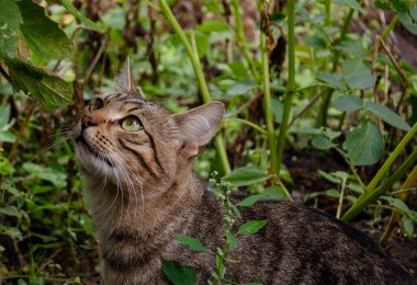 Yeşil yaprakları keşfeden ilginç bir tekir kedi. Tapılası evcil kedi konsepti merak, doğa, evcil hayvanlar ve açık hava hayvan portresi..
