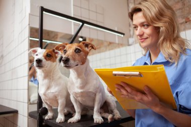 İki sevimli Jack Russel Terrier köpeğini inceledikten sonra, yetişkin bir kadın veteriner panosuna notlar yazıyor. Veteriner kliniği kavramı