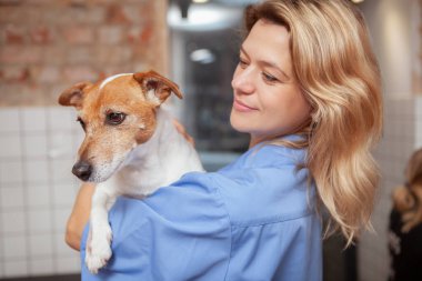 Jack Russel 'ın neşeli bayan veterinerinin tuttuğu şirin bir teriyerinin yakın çekimi. Sevimli veteriner, sevimli köpeği tutuyor.