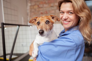Olgun kadın veteriner elinde sevimli Jack Russell Terrier köpeği kameraya gülümsüyor.