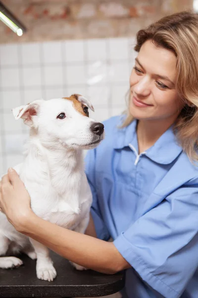 可愛いジャック ラッセル テリアの子犬を調べる獣医師の垂直撮影 経験豊富な成熟した女性の獣医仕事で彼女のクリニック — ストック写真