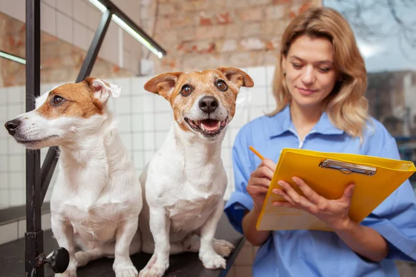 Bonito Feliz Saudável Jack Russel Terrier Cão Olhando Para Câmera — Fotografia de Stock