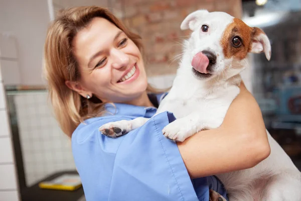 Happy Healthy Jack Russel Terrier Puppy Showing Its Tongue Cheerful — Stock Photo, Image