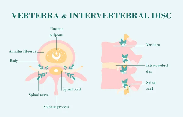 Healthy vertebrae and intervertebral discs, patient-friendly diagram — Stock Vector