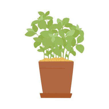 Fesleğen ya da kil kapta nane çizimi