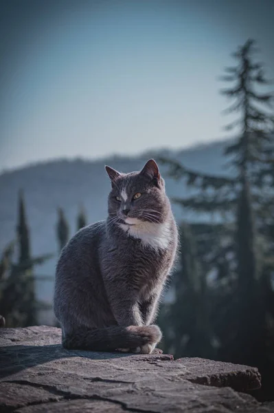 灰色猫科动物 — 图库照片