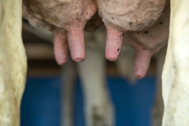 Süt sağma makinesinde süt damlatan bir ineğin meme ucu ve meme ucu. . 