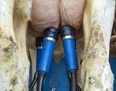 Süt sağma tesisinde bir ineğin memelerinde inek sağma makinesi..