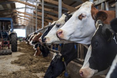 Beslenme sırasında ahırda bir sıra inek kafası ve ahırda bir traktör var..