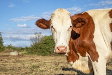 Kuru bir tarlada duran benekli, güzel bir ineğin kafasının arkasında bulutlu mavi bir gökyüzü..
