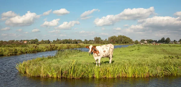 Cow at the bank of a creek, typical landscape of Holland, flat land and water and on the horizon a blue sky with white clouds.