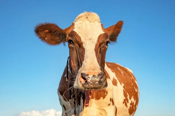 Brown and white cow, open innocent face, pink nose and a blue sky background.