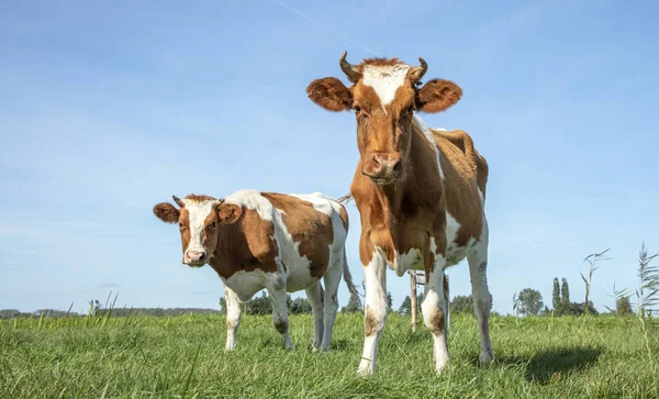 Two cows standing in a pasture with horns and nosy under a blue sky and a faraway straight horizon.