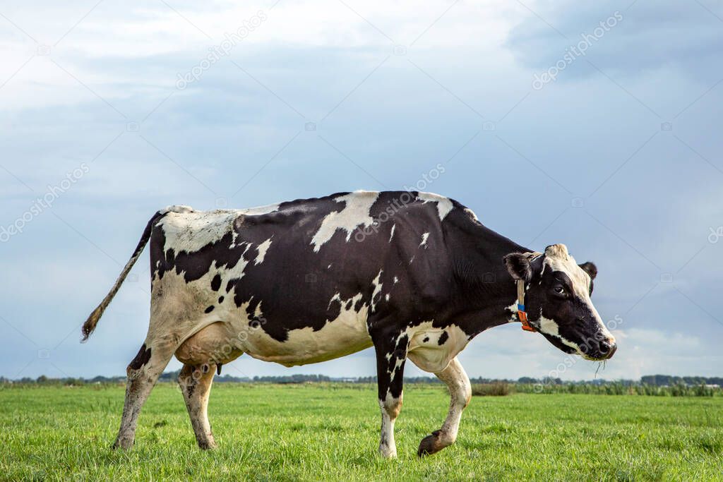 Black and white mature cow standing on green grass in a meadow, friesian holstein, in the Netherlands, pasture at the background and a horizon and blue sky.