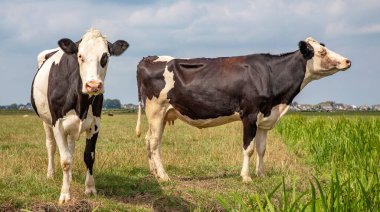İki yetişkin siyah beyaz inek, Frisian holstein, mavi bir gökyüzünün altında havayı kokluyor..