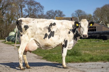 Güzel, beyaz bir inek. Noktaları var. Çiftlik arazisinde duruyor.