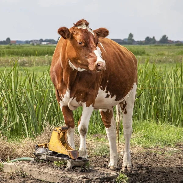 Cow next to the water pasture pump,  she can pump her own water by pressing her nose on it.