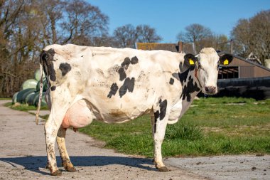 Güzel, beyaz bir inek. Noktaları var. Çiftlik arazisinde duruyor.