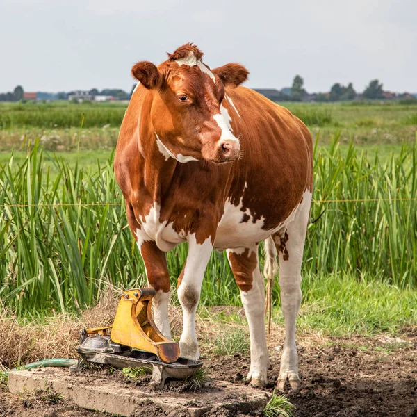 Cow next to the water pasture pump,  she can pump her own water by pressing her nose on it.