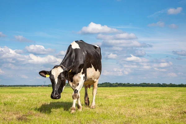 Una Vaca Negra Blanca Holstein Frisón Caminando Hacia Pasto Bajo — Foto de Stock