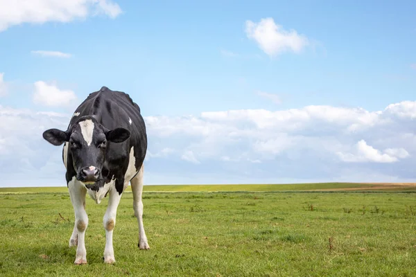 A black and white cow, looking angry distrustful, in a green  pasture under a blue cloudy sky and a distant straight horizon behind.