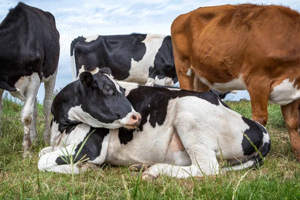 Vaca Yace Hierba Medio Una Manada Vacas Pie Alrededor —  Fotos de Stock