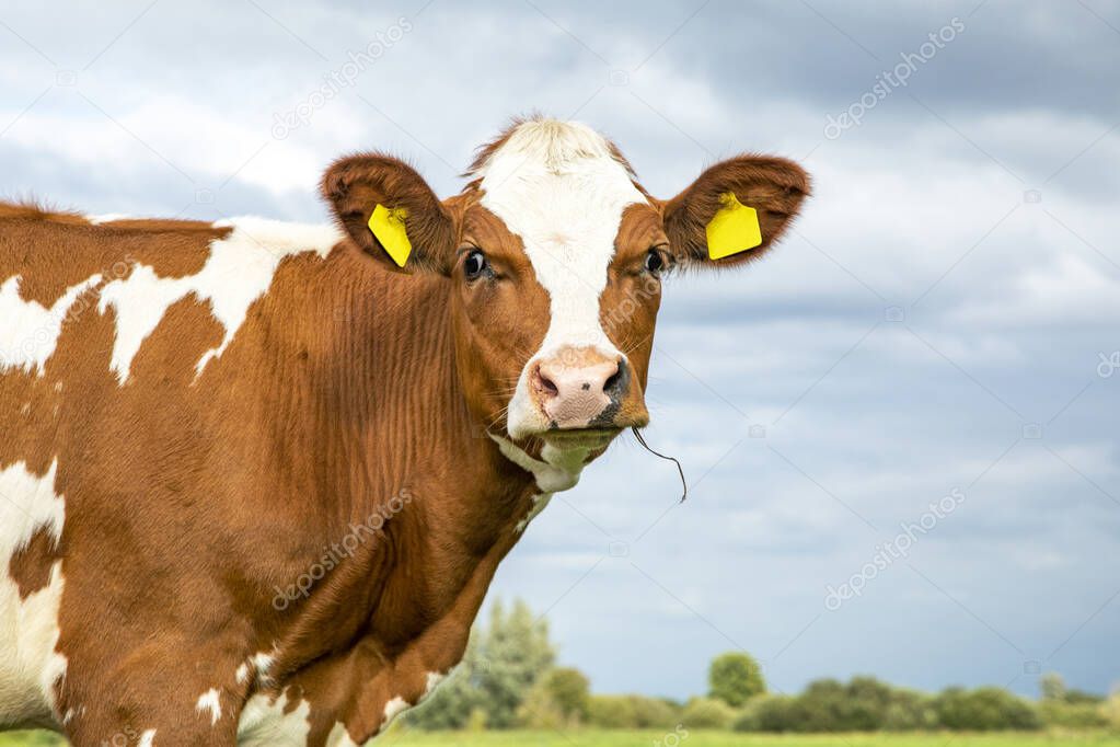 Adorable cute silly cow with droopy eyes, and blades of grass in her mouth, close up, and a blue cloudy sky.