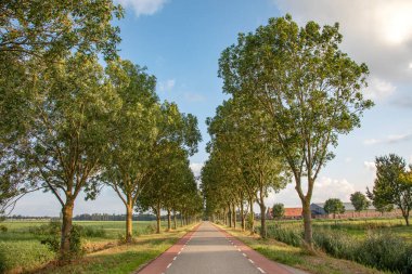 Hollands kırsalında her iki tarafında ağaçlar olan yol kırmızı döngü yolu perspektifine sahip.