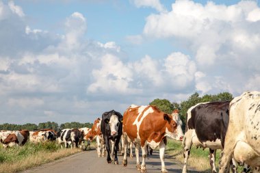 İnek sürüsü sıra sıra yürür, sıra sıra yürür, birbiri ardına süt sağma salonuna doğru ilerler..