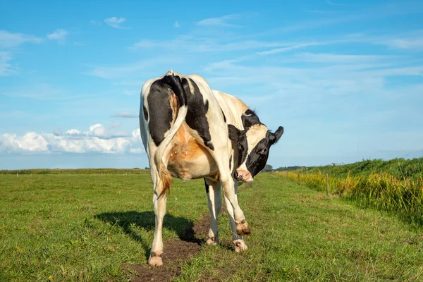 Vaca Joven Novilla Con Comezón Lamiendo Debajo Pierna Trasera Mostrando — Foto de Stock