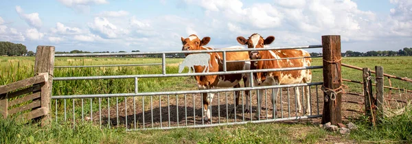 Дві Молоді Корови Залізними Воротами Разом Стоячи Зеленому Пасовищі Поруч — стокове фото