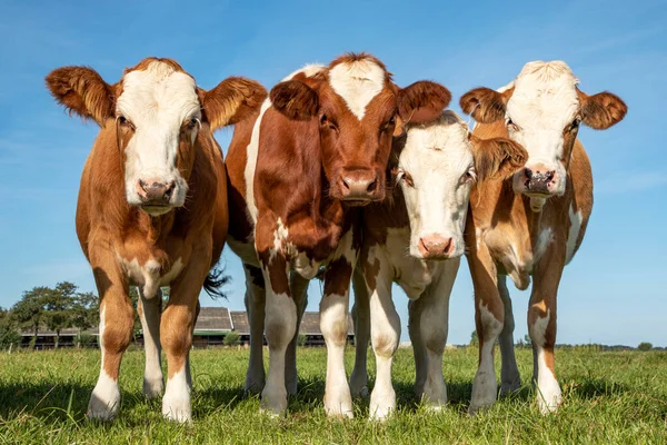 Четыре Молодые Коровы Подряд Бок Бок Стоящие Прямо Зеленом Лугу — стоковое фото