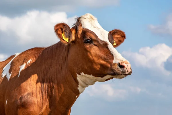 Portrét Hlavy Krávy Zasněnýma Očima Růžovým Čenichem Světle Modrá Obloha — Stock fotografie