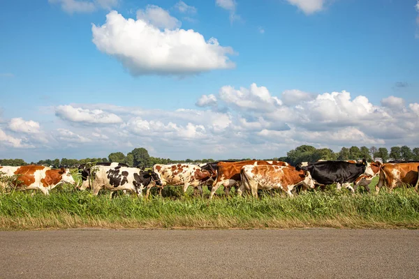 Herd Cows Row Line One Other One Another Sequence End — Stock Photo, Image