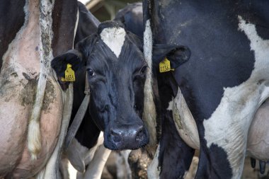 Siyah ve beyaz bir ineğin başı ahırdaki diğer ineklerin memeleri ve kuyrukları arasına sıkışmıştı..