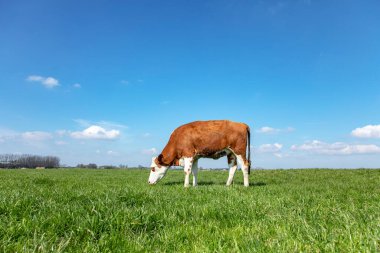 Blisterhead heifer cow, brown and white, grazing in the vivid green pasture, cattle breed known also known as blaarkop, fleckvieh, with a bright blue sky.  clipart