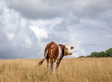 Montbeliarde ineği. Geriye dönüp baktığında, sallanan bir kuyruğuyla, Fransa 'da Jura' daki kuru sarı çimlerin üzerinde bir inek duruyor..